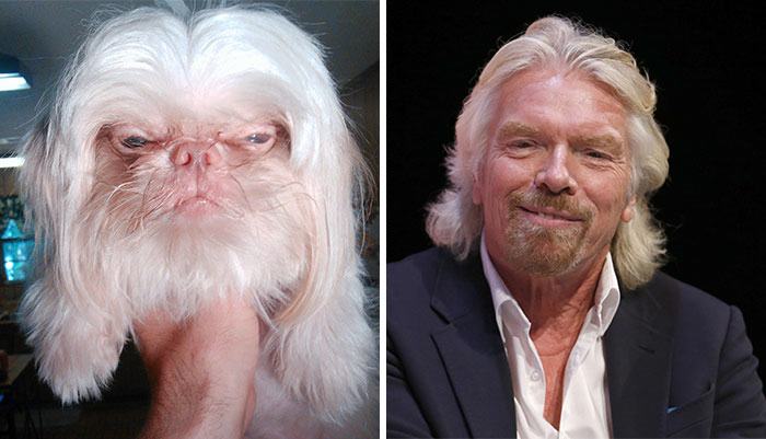 18 Dogs That Look Like Something Else