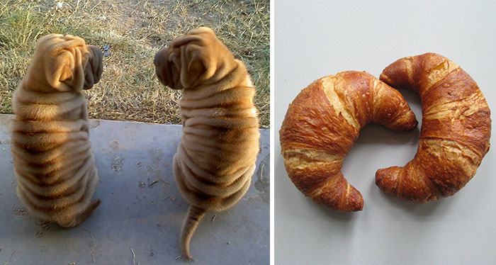 18 Dogs That Look Like Something Else