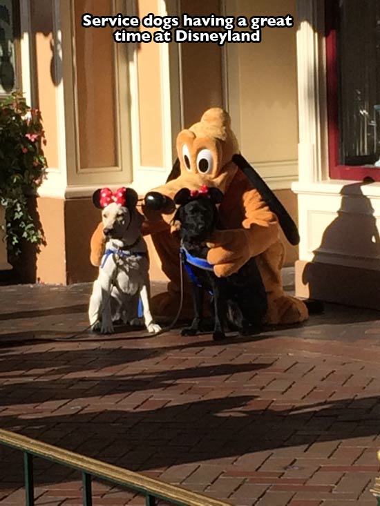 photo caption - Service dogs having a great time at Disneyland