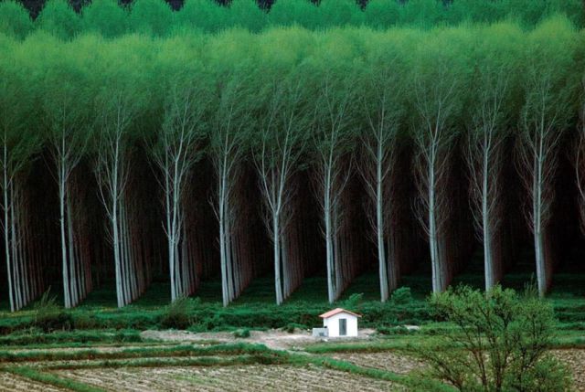 Man made forest, tree farm