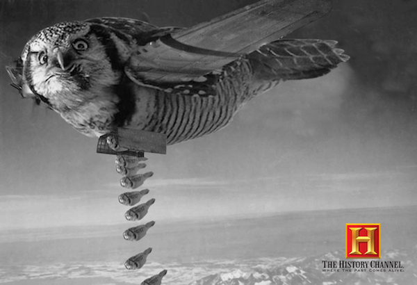 photoshop hawk flying camera - The History Channel