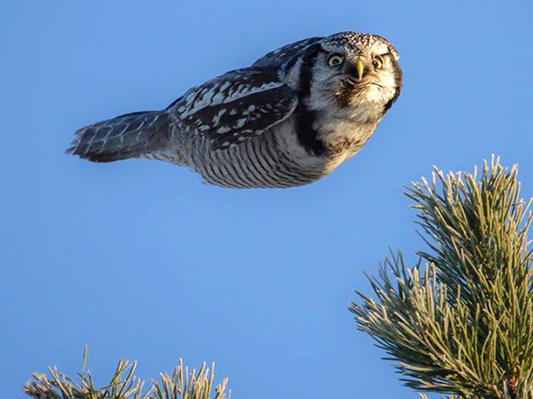 photoshop owl with no wings