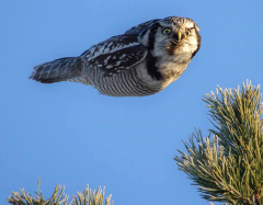 photoshop coolest owls