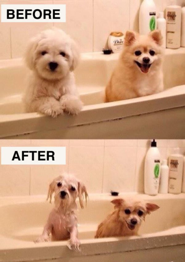 funny pictures of dogs before and after bath time
