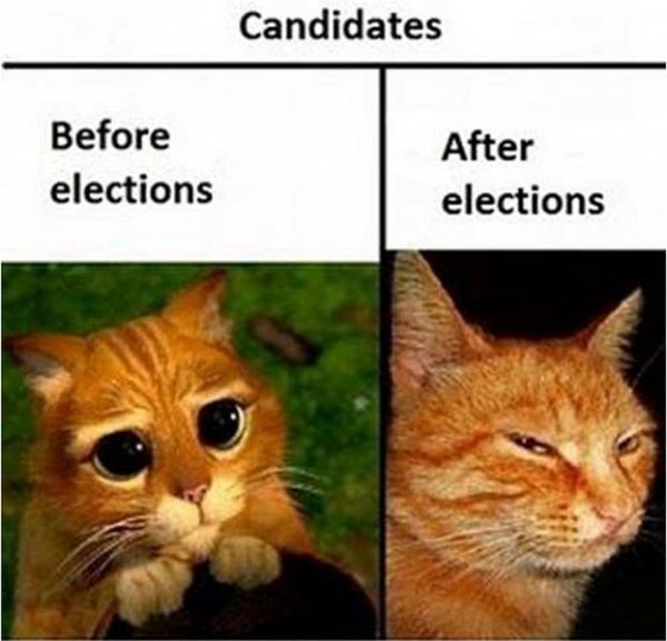 funny pictures of cat before and after elections