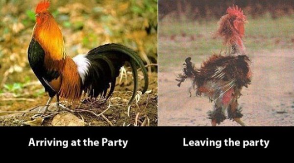 funny pictures of a chicken before and after the party