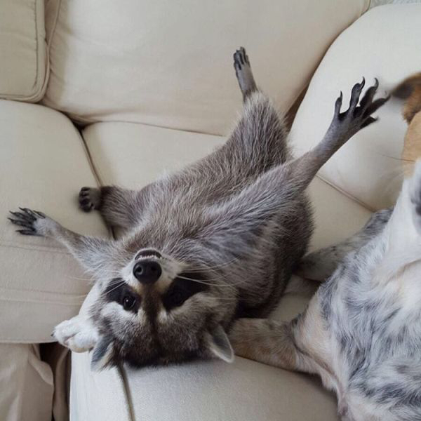 Orphaned Raccoon is rescued by family