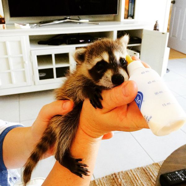 Orphaned Raccoon is rescued by family