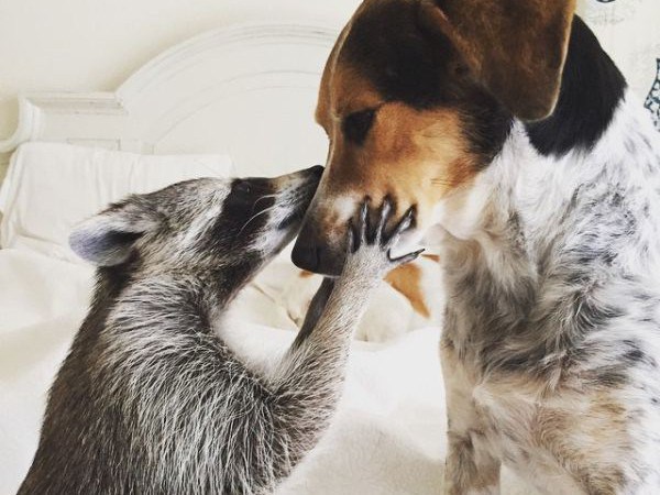 A couple in Nassau, Bahamas found a baby raccoon that had fallen out of a tree. With the mother nowhere to be found, the couple adopted her and named her “Pumpkin.”

The couple said, “She instantly bonded with us and our two rescue dogs and follows me and our two dogs everywhere we go, she now thinks she is a dog… she is able to play and be rough with them and she respects them when they have had enough.