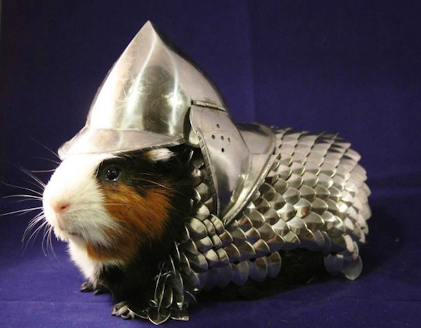 Guinea Pig Armor: An elaborately fashioned guinea pig suit of armor became the hit of e-Bay auctioning in 2013. The final bid was a stunning $24,300.