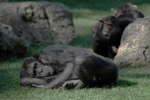 Humans sleep on average around 3 hours less than other primates like chimps, squirrel monkeys and baboons, all of whom sleep for 10 hours.