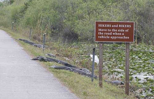funny florida - Hikers and Bikers Move to the side of the road when a vehicle approaches