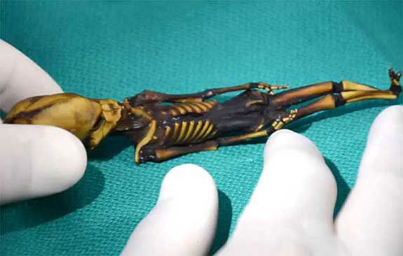 Human/alien skeleton.A skeleton approximately 6 inches long was discovered in Chile’s Atacama Desert 12 years ago but it wasn’t extraterrestrial. After recent testing at Stanford University, it was discovered that the skeleton was in fact a mutated humanoid.