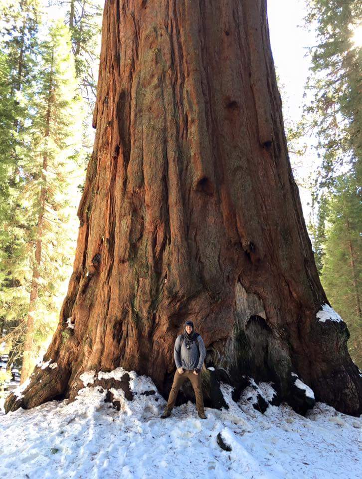Redwoods trees are massive!
