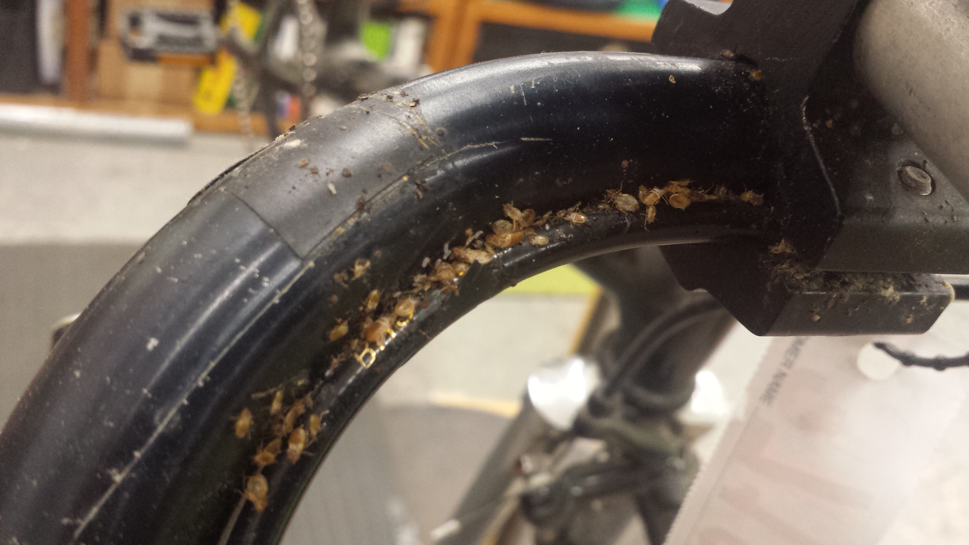There was a BEDBUG infestation under a customers handlebar tape.