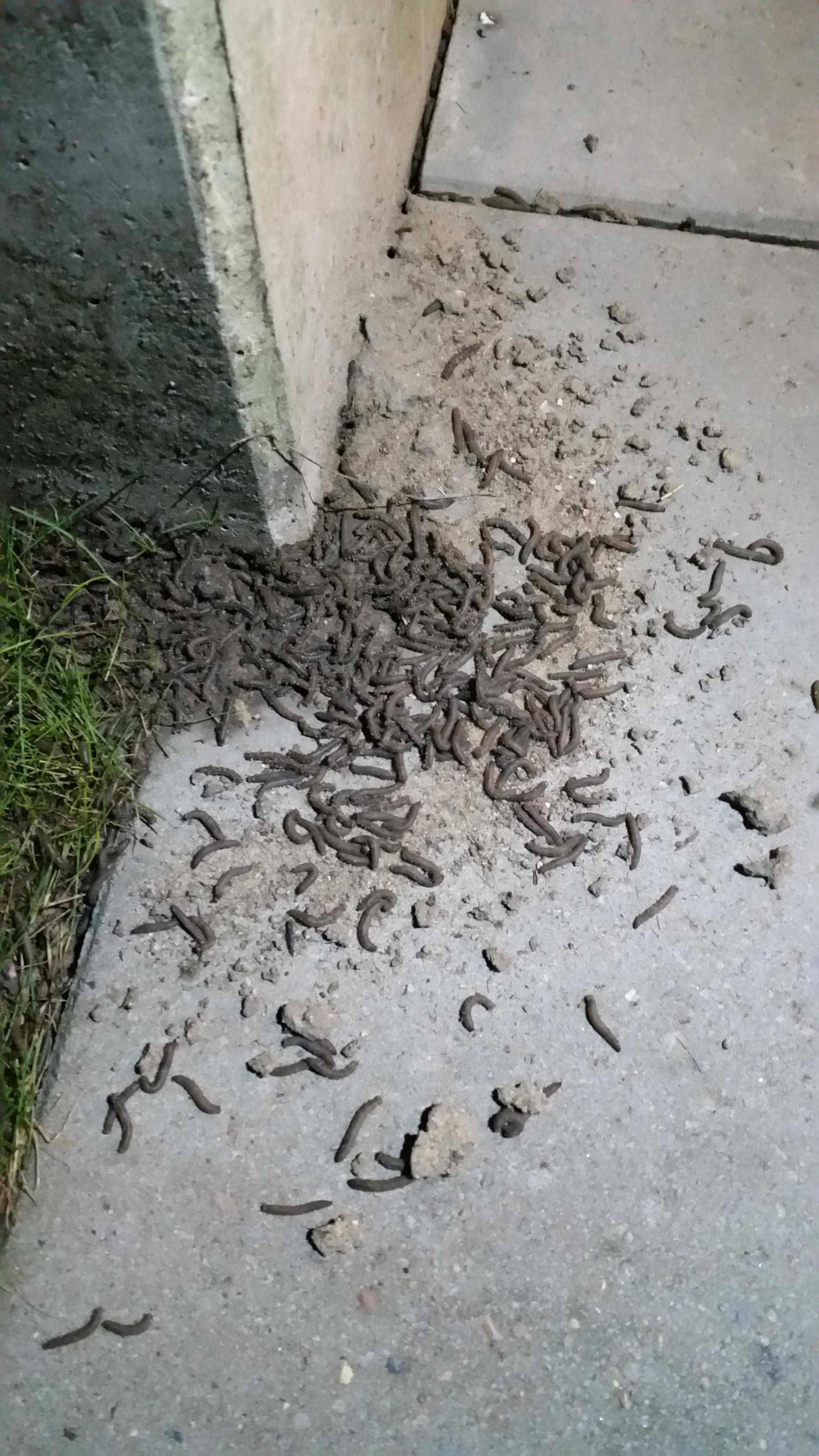 Strange worm cult gathering outside my door.