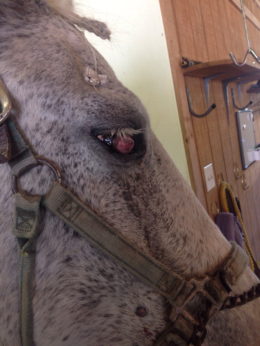 Horse ruptured her pupil.