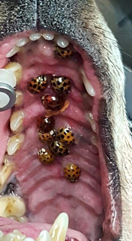 Asian beetles embedded in a dog's mouth.