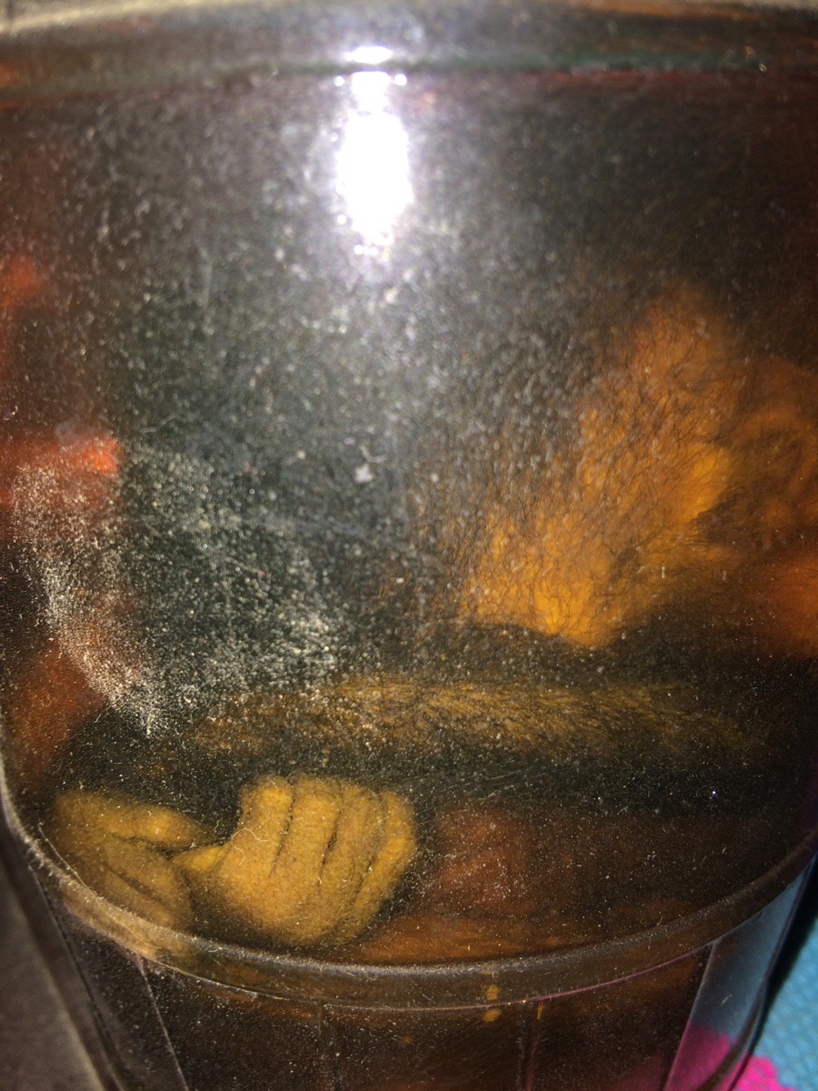 Cleaning out a scientists house today. Found a baby monkey preserved in a jar.