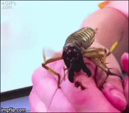 The Jerusalem cricket... run for your lives!