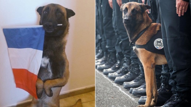 Russia gifts France a police puppy to replace dog killed in anti-terrorist raids. This is Diesel, a 7 year old Belgian Malinois who was a member of an elite French anti-terror unit. Sadly Diesel was killed during a raid, where he died scouting a potentially dangerous situation from the blast of a female suicide bomber.