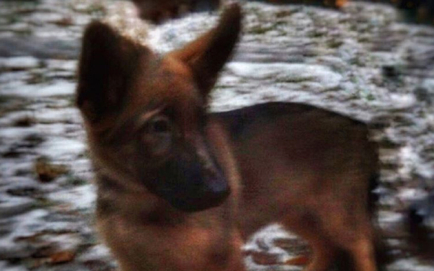 This is Diesel's replacement, a little German Shepherd pup is Dobryna. Named after a Russian Knight, his name stands for Strength, Kindness, Valor and Selfless Help.