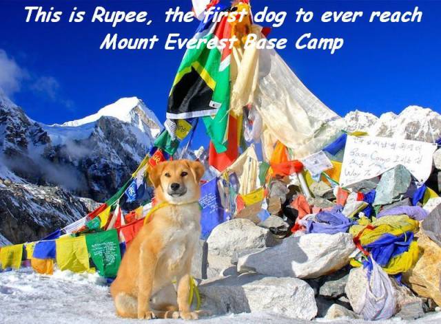 dog on mount everest - This is Rupee, the first dog to ever reach Mount Everest Pase Camp