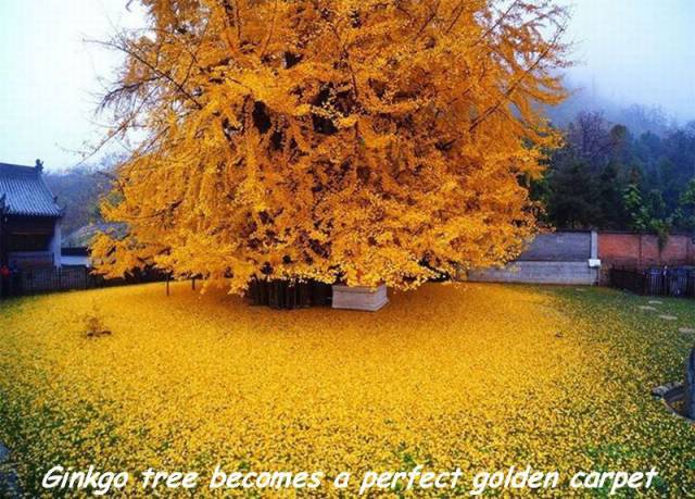 ginkgo tree fall - Ginkgo tree becomes a perfect golden carpet