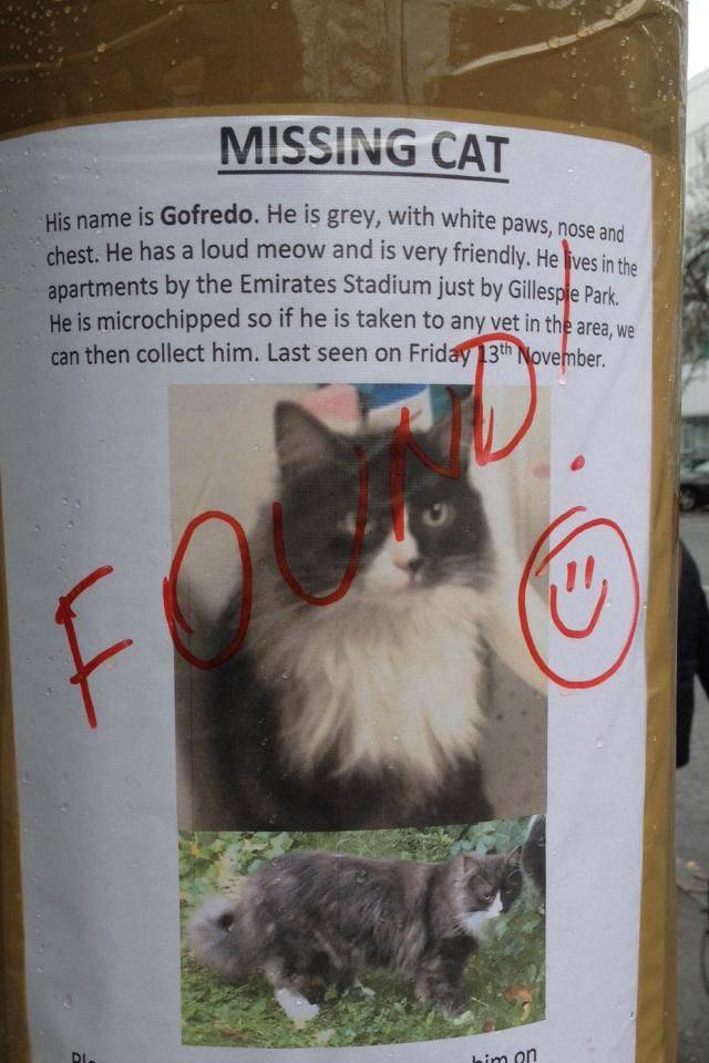 photo caption - Missing Cat ey, with white paws, nose and His name is Gofredo. He is grey, with white paw chest. He has a loud meow and is very friendly. He partments by the Emirates Stadium just by Gillespie Park He is microchipped so if he is taken to a