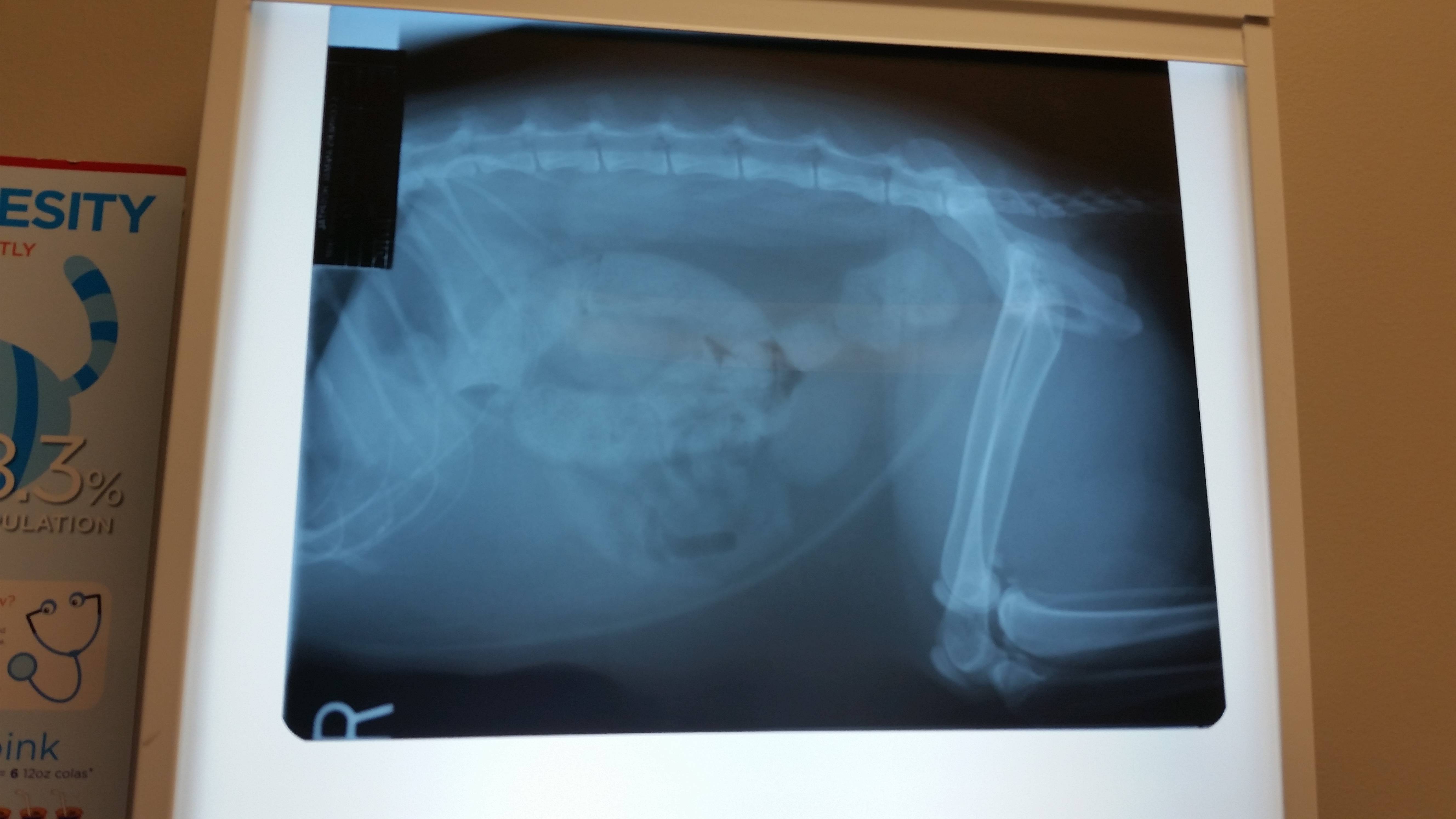 My dads cat was constipated. Here's the x-ray.