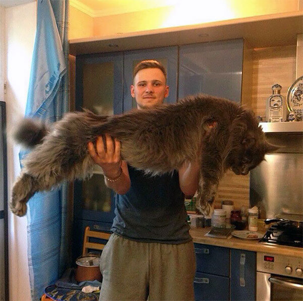 14 Giant Maine Coon Cats That Will Make You Feel Really Small