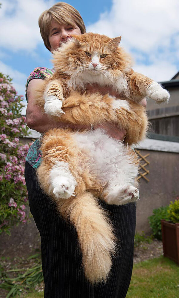 14 Giant Maine Coon Cats That Will Make You Feel Really Small