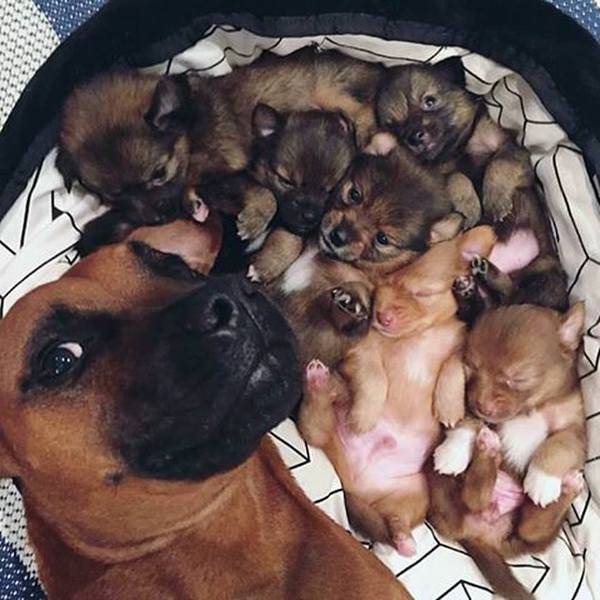 basket full of puppies