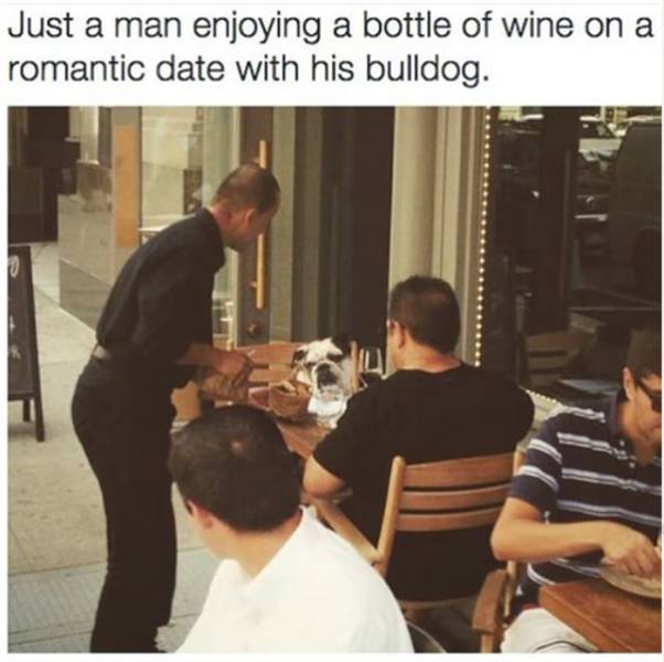 wine memes dating - Just a man enjoying a bottle of wine on a romantic date with his bulldog.