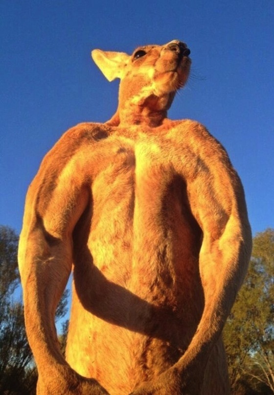 make kangaroo