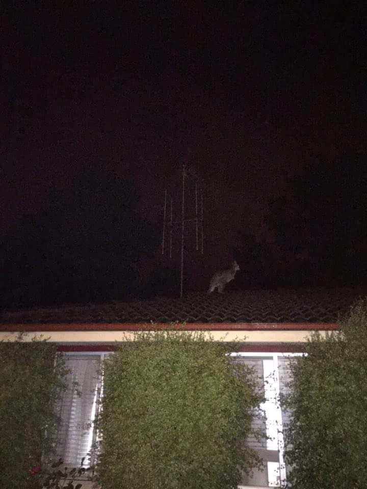 How do you get a Kangaroo down from a roof