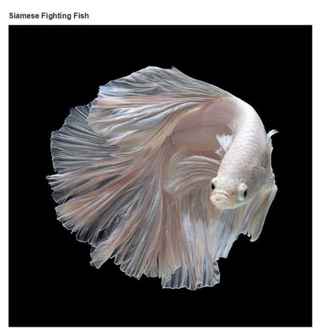 white siamese fighter fish - Siamese Fighting Fish
