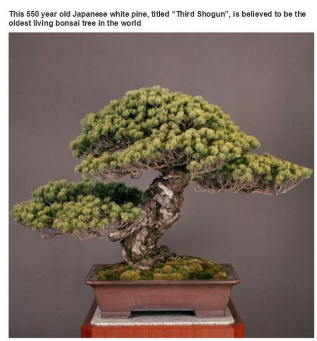 sandai shogun no matsu - This 550 year old Japanese white pine, titled "Third Shogun", is believed to be the oldest living bonsai tree in the world