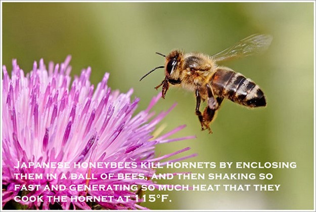 Bee - Japanese Honeybees Kill Hornets By Enclosing Them In A Ball Of Bees, And Then Shaking So Fast And Generating So Much Heat That They Cook The Hornet At 115F.