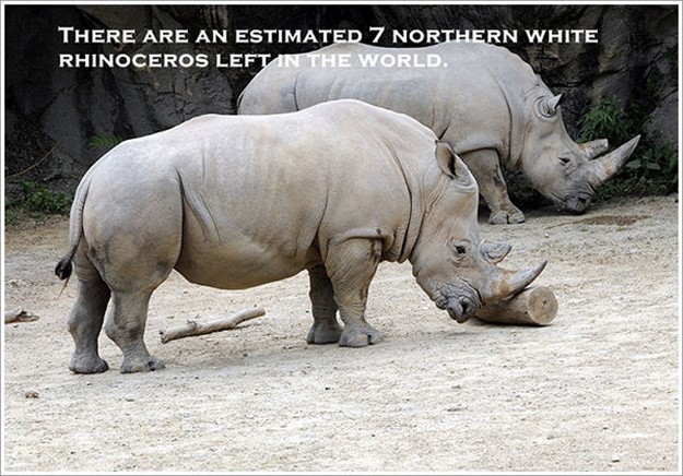 rhinoceros - There Are An Estimated 7 Northern White Rhinoceros Left In The World.
