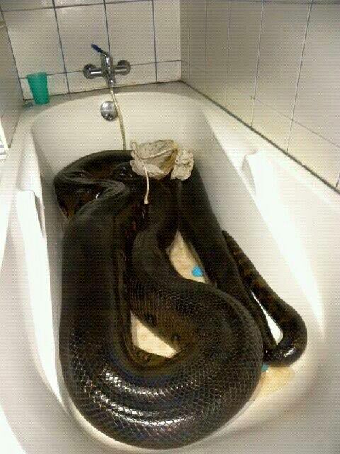 anaconda as pet