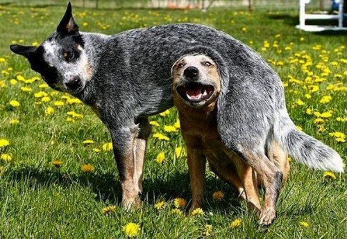 australian cattle dog funny