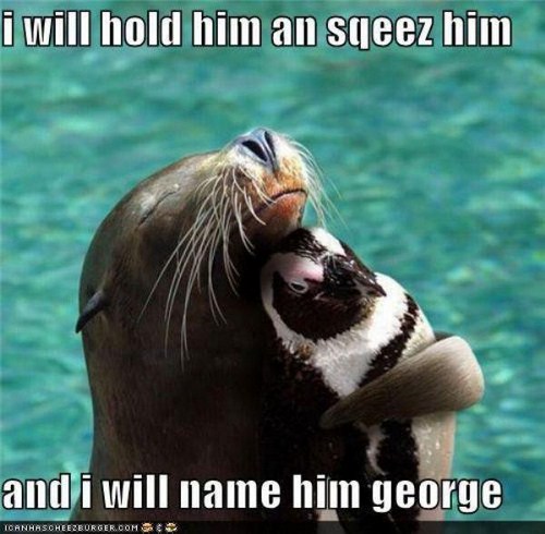 sea lion and penguin - i will hold him an sqeez him and i will name him george Tcanhascheezburger.Com