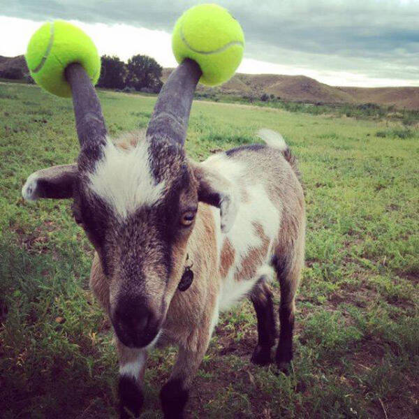 goats with pool noodles
