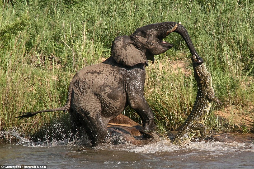 An elephant at the Sabi Sands Game Reserve tries to fight off a crocodile after the reptile clamped down on his trunk: