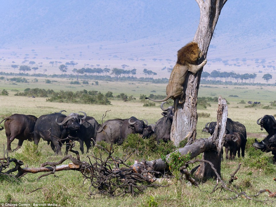 lion scrambled up a tree after being confronted by a herd of buffalo. Taken in Maasai Mara, Kenya: