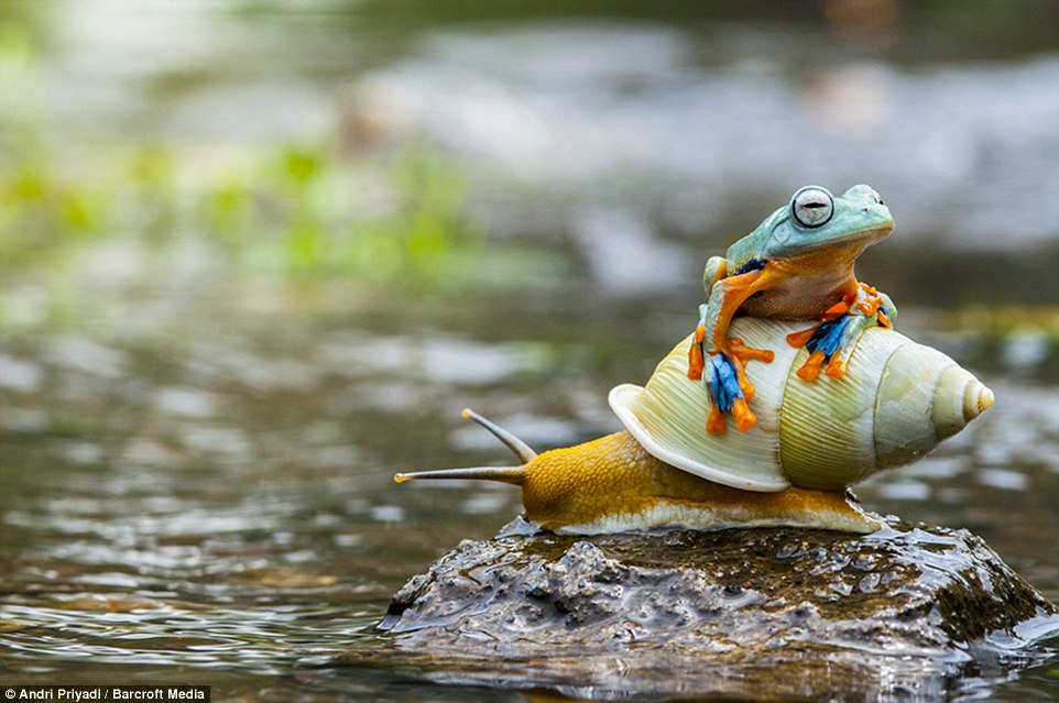 A tiny multicoloured frog hitches a ride on a bright yellow snail in Indonesia: