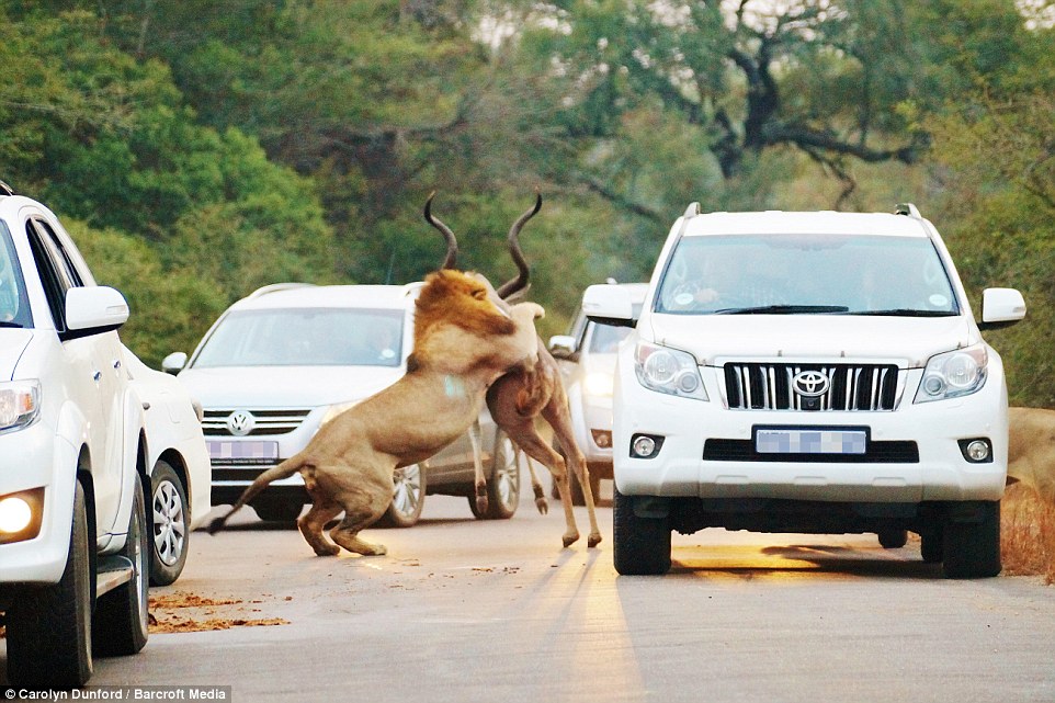 At the Kruger National Park, South Africa, a lion makes a kill amongst a host of cars