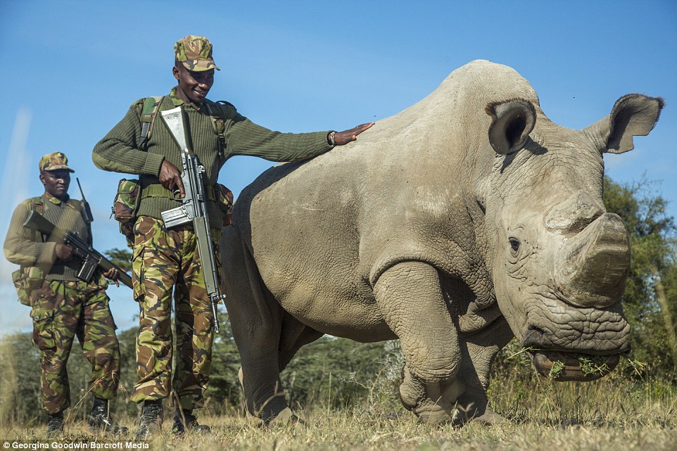 In Sudan, two armed guards defend the world’s last remaining male white rhino: