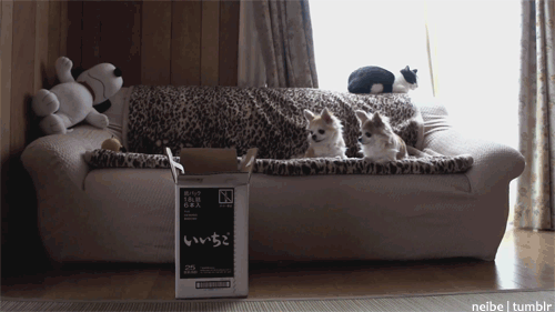 gif cat jumps into box - neibe tumblr